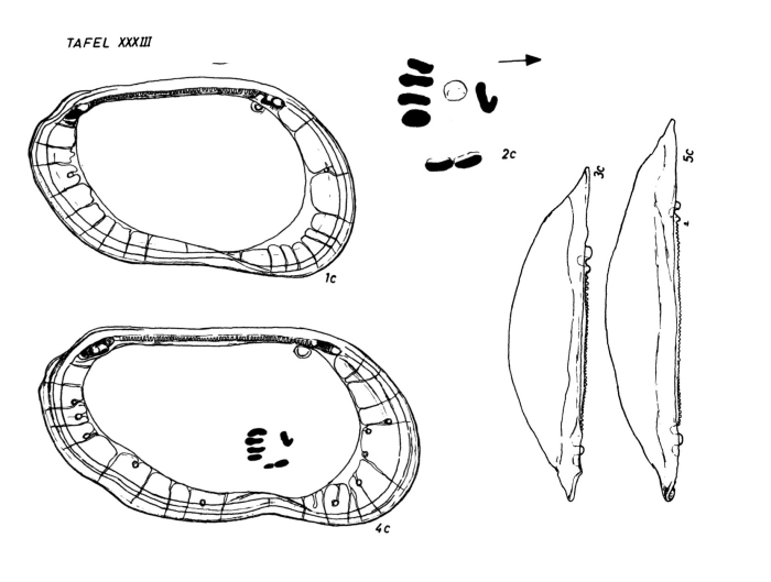 Loxoconcha nea Barbeito-Gonzalez, 1971 from the original description