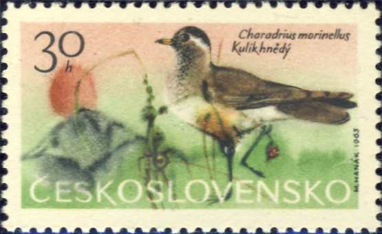 Charadrius morinellus Charadrius morinellus