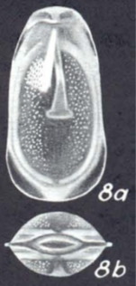 Lagenosolenia amoena McCulloch, 1977 - Holotype AHF 872