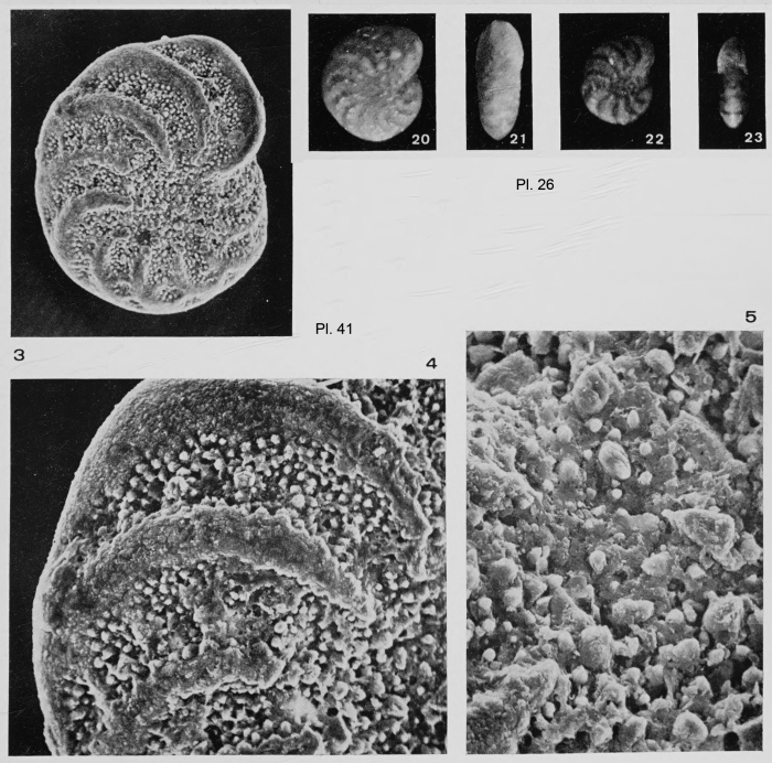 Elphidium ottmanni Margerel, 1968