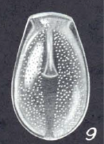Lagenosolenia amoeniformis Mc Culloch, 1977 Holotype AHF 873