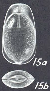 Lagenosolenia angelensis - Holotype (AHF 783) off Angel de la Guarda Island, 46 fms.