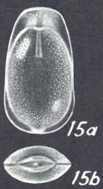 Lagenosolenia angelensis - Holotype (AHF 783) off Angel de la Guarda Island, 46 fms.
