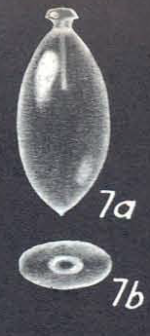 Lagenosolenia arguta Mc Culloch, 1977