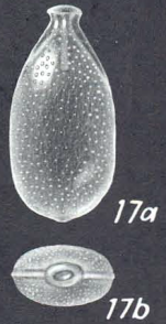 Lagenosolenia asubtilis McCulloch, 1977 Holotype