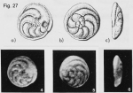 Neoconorbina caveti Margerel, 1968