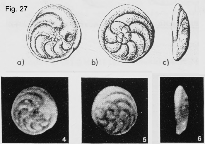 Neoconorbina caveti Margerel, 1968
