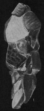 Reophax arayaensis Bermúdez & Seiglie, 1963 Holotype