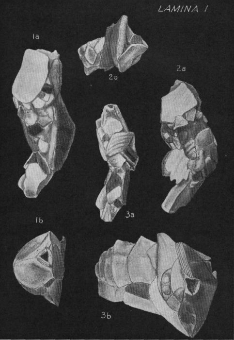 Reophax arayaensis Bermúdez &amp; Seiglie, 1963