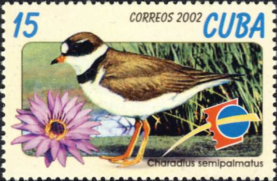 Charadrius semipalmatus Charadrius semipalmatus