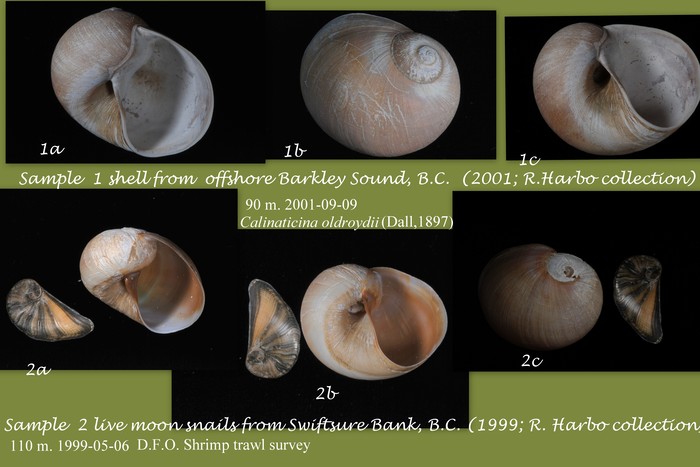 Calinaticina oldroydii (Dall, 1897)