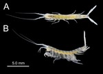 Victoriopisa satsumaensis