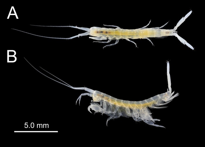 Victoriopisa satsumaensis
