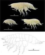 Profundum solomoni