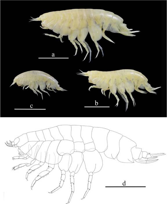 Profundum solomoni