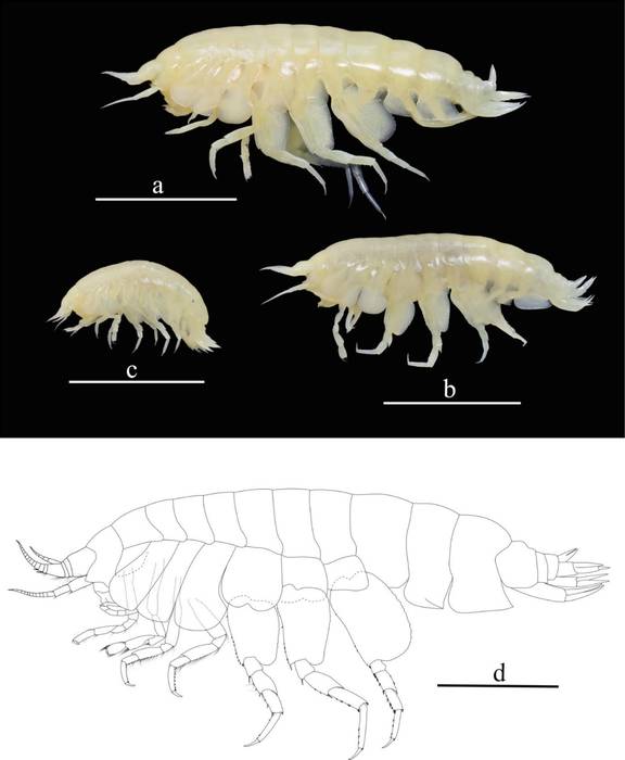 Galathella ovaimmensa