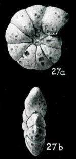 Haplophragmoides subtrullissatus Parr, 1950 Holotype