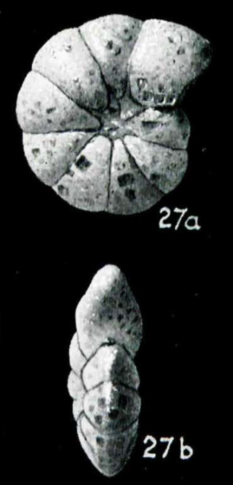 Haplophragmoides subtrullissatus Parr, 1950 Holotype