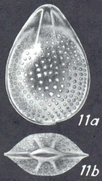 Fissurina sulphurensis, McCulloch, 1977 - Holotype AHF 778