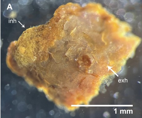 Paramurrayona corticata Vacelet, 1967