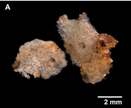 Lelapiella incrustans Vacelet, 1977