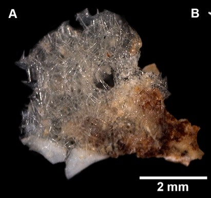 Lelapiella annularis Lopes, Voigt, Wörheide, Pérez &amp; Klautau, 2026