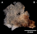 Lelapiella annularis Lopes, Voigt, Wörheide, Pérez & Klautau, 2026