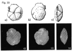 Siphonina chauveli Margerel, 1968