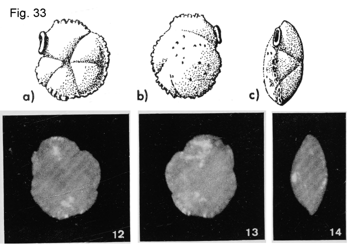 Siphonina chauveli Margerel, 1968
