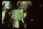 Oscarella viridis