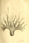 Spongia ramosa Montagu, 1814