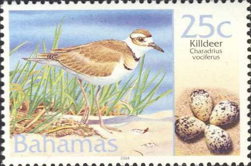 Charadrius vociferus Charadrius vociferus