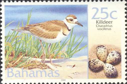 Charadrius vociferus