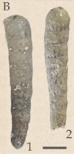 Zsigmondiella zsigmondyi (Hantken, 1868)