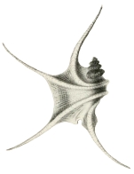 Pterocera tetracera Orbigny, 1825