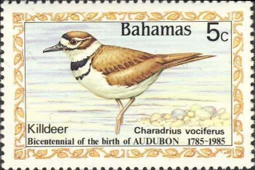 Charadrius vociferus