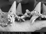 Pollen grain of Centauropsis cuspidata, C. Rakotovao, 2574