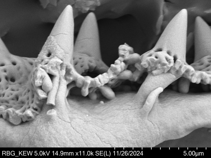 Pollen grain of Centauropsis cuspidata, C. Rakotovao, 2574