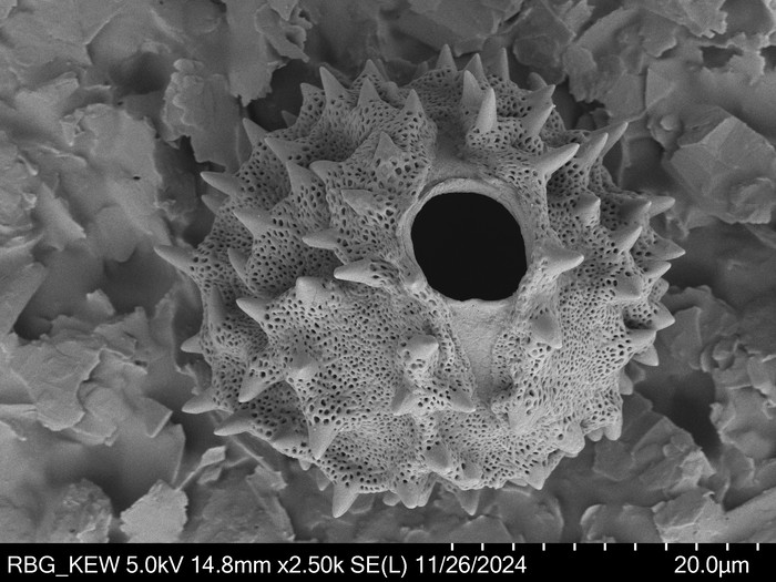 Pollen grain of Centauropsis cuspidata, C. Rakotovao, 2574