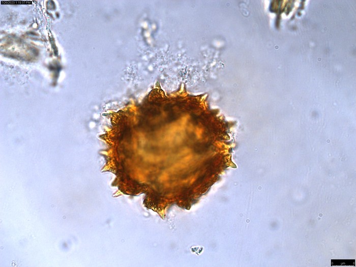 Pollen grain of Centauropsis cuspidata, C. Rakotovao, 2574