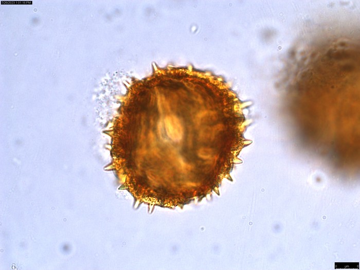Pollen grain of Centauropsis cuspidata, C. Rakotovao, 2574