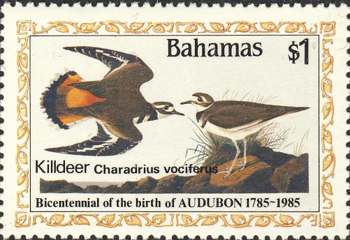 Charadrius vociferus Charadrius vociferus