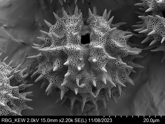 Pollen grain of Oliganthes pseudocentauropsis, Bosser, 15973