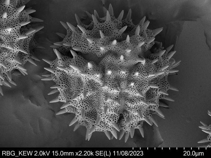 Pollen grain of Oliganthes pseudocentauropsis, Bosser, 15973