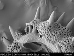 Pollen grain of Oliganthes pseudocentauropsis, Bosser, 15973
