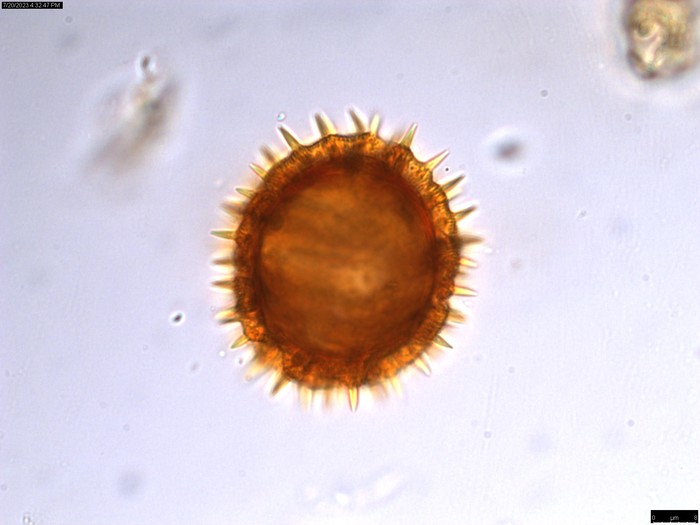 Pollen grain of Oliganthes pseudocentauropsis, Bosser, 15973