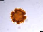 Pollen grain of Oliganthes pseudocentauropsis, Bosser, 15973