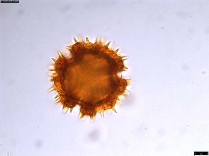 Pollen grain of Oliganthes pseudocentauropsis, Bosser, 15973