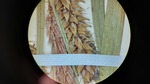 Closeup of inflorescence of syntype