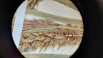 closeup of inflorescence of syntype (2)